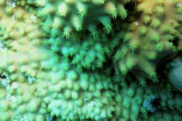 20021008_1_Shaab_Sharm_0007